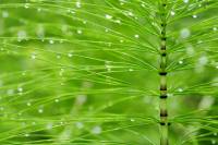 Grande Prêle - détail d'un axe chlorophyllien (Equisetum telmateia)